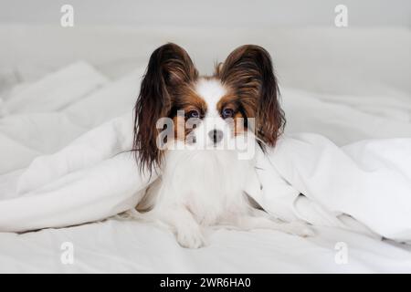 Kleiner papillon-Hund im Bett unter weißer Decke Stockfoto