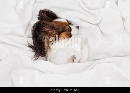 Kleiner papillon-Hund, der auf weißem Bett schläft Stockfoto