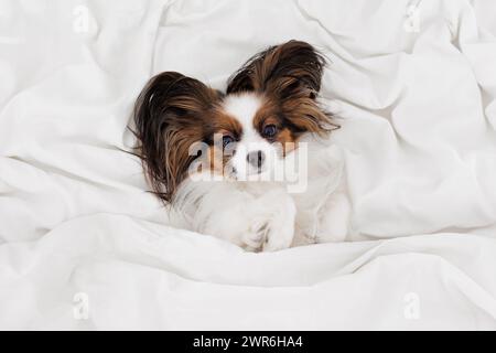 Niedlicher papillon-Hund, der auf weißem Bett liegt Stockfoto