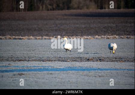 Ein Paar Schwäne, die in der Landwirtschaft essen Stockfoto