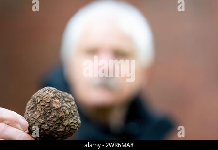Seniorin in der Hand eines schwarzen Trüffels. Stockfoto