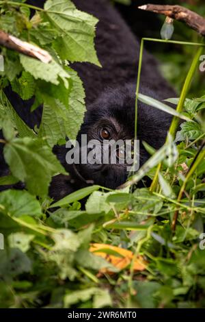 Gorilla berengei berengei, der Baby Gorilla berengei, ruht im Unterholz des Bwindi Unpenetrable Forest in Uganda. Stockfoto