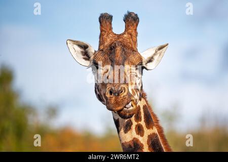 Vorderseite mit Blick auf eine Rothschild-Giraffe, Giraffa camelopardalis camelopardalis, vor grünem Laub und blauem Himmel Hintergrund. Leerzeichen für Text. Stockfoto