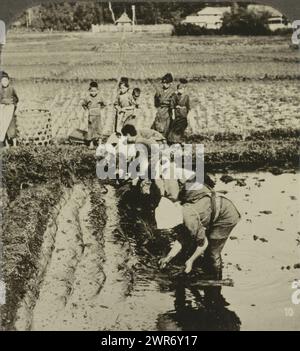 Feldarbeiter, die Reis Pflanzen, Anpflanzung von Reis, Japan, Anpflanzung von Reis, Japan, Anonym, Verlag: Neue Photographische Gesellschaft, Japan, Verlag: Steglitz, 1909 - 1920, Karton, Gelatinedruck, Höhe 90 mm x Breite 179 mm, Stereograph Stockfoto