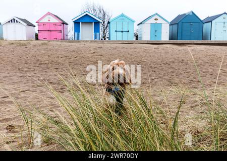 Strandhütten, Strand, Hütten, Chalets, Strandhütten, Hütte, Chapel St Leonards, Lincolnshire, Großbritannien, England, Cockapoo, Hund, Hund am Strand, roter Cockapoo, Stockfoto