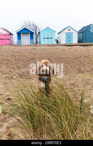 Strandhütten, Strand, Hütten, Chalets, Strandhütten, Hütte, Chapel St Leonards, Lincolnshire, Großbritannien, England, Cockapoo, Hund, Hund am Strand, roter Cockapoo, Stockfoto