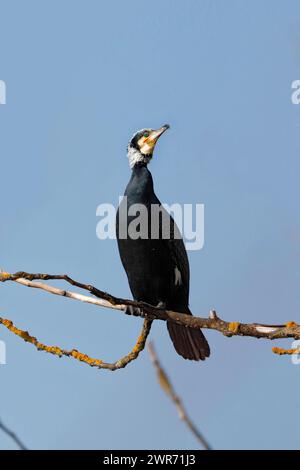 Ein Kormoran sitzt auf einem trockenen Ast nahe dem Wasser eines Fischteichs in der unteren Austrai Stockfoto