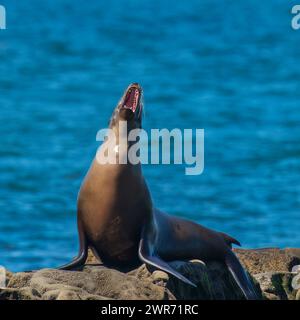 Einzelner großer Seelöwe hebt Kopfbellen mit roten Mundzähnen auf Felsen mit blauem pazifik Hintergrund Kalifornien Stockfoto