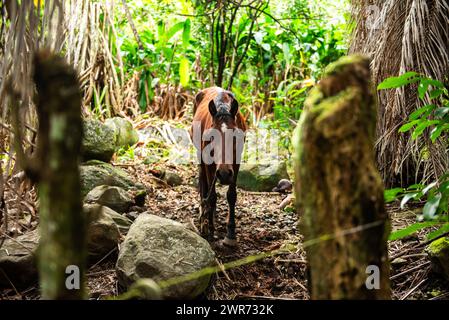 Pferd an der archäologischen Stätte Tohua Koueva, Nuku Hiva Stockfoto