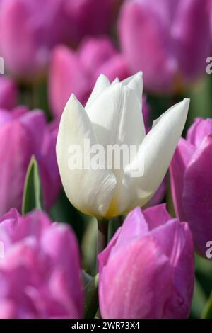 Eine einzelne weiße Tulpe wächst im Frühjahr auf einem Feld voller rosa Tulpen in den Niederlanden. Stockfoto