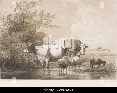 Kühe und Schafe in einer Pfütze, zwei Kühe, zwei Schafe und eine Ziege stehen in einer Pfütze mit Bäumen auf der linken Seite. Im Hintergrund sitzt ein Hirte mit seinen Schafen in der Landschaft., Druckerei: Hendrikus van de Sande Bakhuyzen, nach eigenem Entwurf von: Hendrikus van de Sande Bakhuyzen, Drucker: Koninklijke Nederlandse Steendrukkerij van C.W. Mieling, den Haag, 1847 - 1860, Papier, Höhe 304 mm x Breite 440 mm, Druck Stockfoto