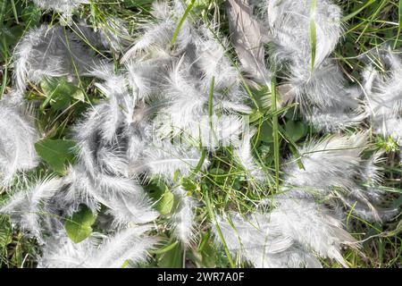 Zerzauste weiße Vogel unten und Federn auf Gras. Überreste von Vogelbeute nach dem Angriff. Stockfoto