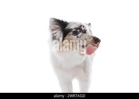 Nahaufnahme des Border Collie Welpen mit Marmorfell, die Zunge steht vor weißem Studiohintergrund. Stockfoto