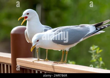 Ein Paar Heringsmöwen in Alaska, reich an den Küstenregionen Alaskas Stockfoto