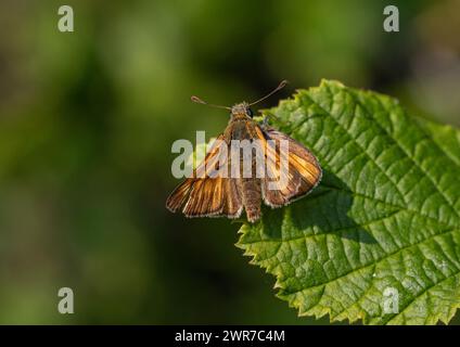 Eine detaillierte Aufnahme eines großen Skipper Butterfly, der auf einem Brombeerblatt liegt. Er zeigt seinen Pelzkörper, Flügel und gestreifte Antennen in Suffolk, Großbritannien Stockfoto