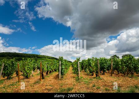 Pinot Noir Weinberg, Aloxe Corton Weinlandschaft in Burgund, Frankreich Stockfoto