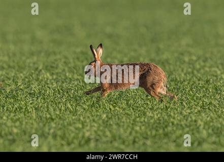 Ein Brauner Hase ( Lepus europaeus) beschleunigt über die Ernte der Landwirte, zeigt Geschwindigkeit, wie er sich bewegt, seine langen Beine und die flexible Wirbelsäule. Suffolk, Großbritannien Stockfoto