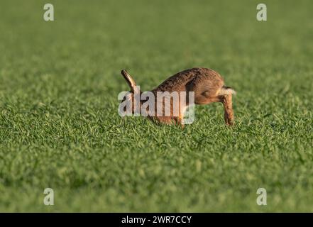 Ein Brauner Hase ( Lepus europaeus) beschleunigt über die Ernte der Landwirte, zeigt Geschwindigkeit, wie er sich bewegt, seine langen Beine und die flexible Wirbelsäule. Suffolk, Großbritannien Stockfoto