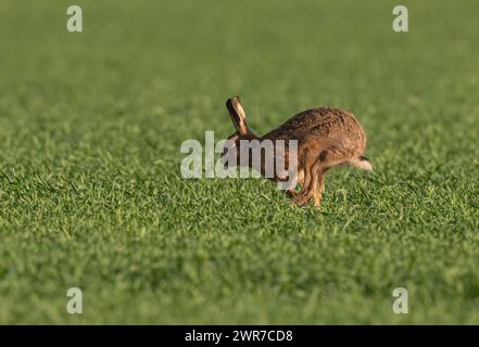 Ein Brauner Hase ( Lepus europaeus) beschleunigt über die Ernte der Landwirte, zeigt Geschwindigkeit, wie er sich bewegt, seine langen Beine und die flexible Wirbelsäule. Suffolk, Großbritannien Stockfoto