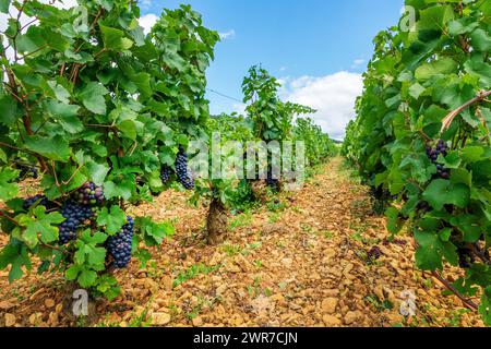 Pinot Noir Weinberg, Aloxe Corton Rotweinlandschaft in Burgund, Frankreich Stockfoto