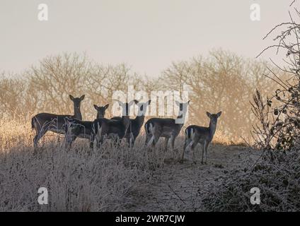 Ein kalter und frostiger Morgen mit einer kleinen Herde von Damhirschen (Dama dama), die in den gefrorenen Gräsern am Rande des Waldes steht. Suffolk, Vereinigtes Königreich . Stockfoto