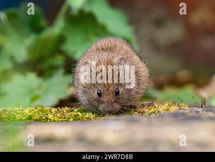 Ein winziger, niedlicher Bank Vole (Myodes glareolus), der sich von den Pflanzen und Blumen ernährt, die in den Rissen des Pflasters in einem ländlichen Garten wachsen. Suffolk. UK Stockfoto