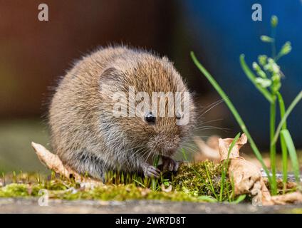 Ein winziger, niedlicher Bank Vole (Myodes glareolus), der sich von den Pflanzen und Blumen ernährt, die in den Rissen des Pflasters in einem ländlichen Garten wachsen. Suffolk. UK Stockfoto