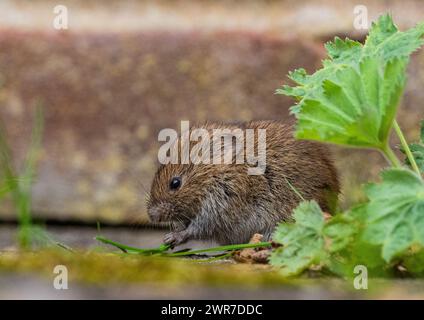 Ein winziger, niedlicher Bank Vole (Myodes glareolus), der zwischen den Pflanzen nach Nahrung sucht und in den Rissen des Pflasters in einem ländlichen Garten wächst. Suffolk. UK Stockfoto