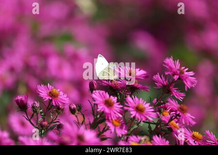 Ein Kohl-Schmetterling, Pieris rapae, besucht eine violette Arlington-Blume im Sauerland Stockfoto