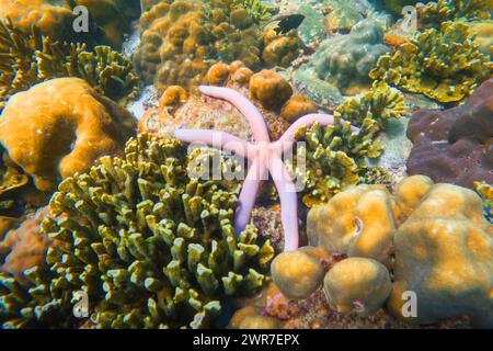 Die rosa Seastar Linkia laevigata schmiegt sich an ein vielfältiges Korallenriff. Stockfoto