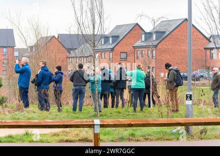 Vogelbeobachtungsbegeisterte kommen in Milton Keynes, um eine Schar böhmischer Wachsflügel zu beobachten, die aus Skandinavien gezogen sind. England Großbritannien. Februar 2024 Stockfoto