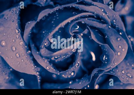Eine einzelne zarte Rosenblüte im Hintergrund in blauen Tönen Stockfoto