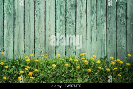 Wunderschöne Frühlingssommerszene mit zahlreichen Löwenzahn-Invasion auf einem frischen grünen Gras und alten blassgrünen blauen Holzzaun als Hintergrund Stockfoto