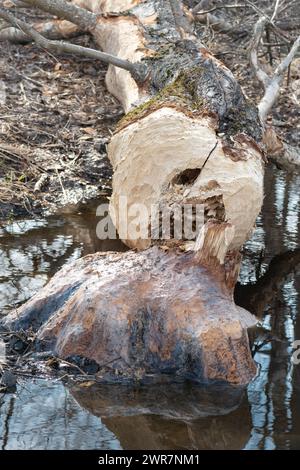 Ein eifriger Biber arbeitete über Nacht, um diese Birke vom Stumpf zu hacken, die im Fluss heruntergebracht wurde Stockfoto