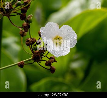 Schöne kleine weiße Blume der schleichende Burhead oder Echinodorus Cordifolius ist eine Wasserpflanze Stockfoto