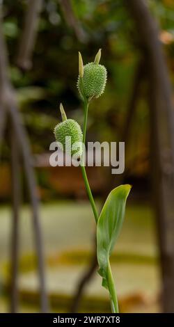 Die Blume von Canna indica (Cannaceae). Sie ist in Südamerika, Mittelamerika, den Westindischen Inseln und Mexiko heimisch. Stockfoto