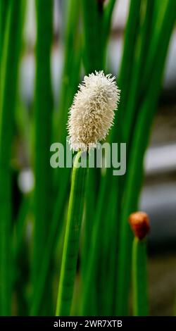 Blühender Stachelrausch (Eleocharis elegans / Cyperaceae). Botanischer Garten Heidelberg, Baden Württemberg, Deutschland Stockfoto