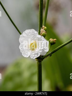 Schöne kleine weiße Blume der schleichende Burhead oder Echinodorus Cordifolius ist eine Wasserpflanze Stockfoto