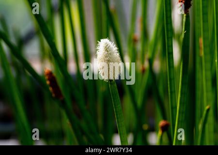 Blühender Stachelrausch (Eleocharis elegans / Cyperaceae). Botanischer Garten Heidelberg, Baden Württemberg, Deutschland Stockfoto