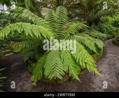 Hellgrüne australische Baumfarnblätter (Dicksonia) Stockfoto