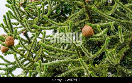 Affe, Araucaria araucana. Stammt aus den Anden in Chile, genauer gesagt aus dem Süden Chiles und dem Norden Patagoniens Stockfoto