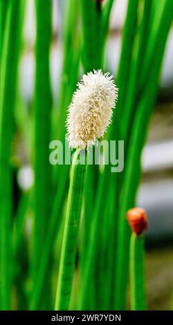 Blühender Stachelrausch (Eleocharis elegans / Cyperaceae). Botanischer Garten Heidelberg, Baden Württemberg, Deutschland Stockfoto