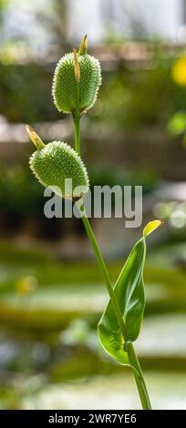 Die Blume von Canna indica (Cannaceae). Sie ist in Südamerika, Mittelamerika, den Westindischen Inseln und Mexiko heimisch. Stockfoto