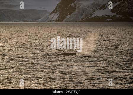 Whale Buckel (Megaptera novaeangliae), Foyn Harbour, Wilhelmina Bay, Antarktische Halbinsel, Januar 2024 Stockfoto