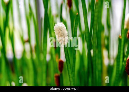 Blühender Stachelrausch (Eleocharis elegans / Cyperaceae). Botanischer Garten Heidelberg, Baden Württemberg, Deutschland Stockfoto