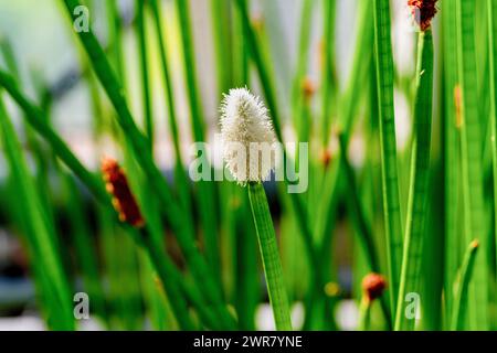 Blühender Stachelrausch (Eleocharis elegans / Cyperaceae). Botanischer Garten Heidelberg, Baden Württemberg, Deutschland Stockfoto