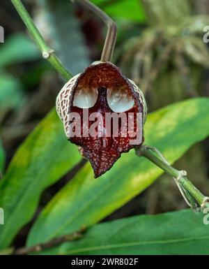 Aristolochia Arborea (Aristolochia salvadorensis) auch Darth Vader Pflanze. Botanischer Garten Heidelberg, Baden Württemberg, Deutschland. Stockfoto