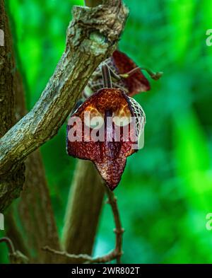 Aristolochia Arborea (Aristolochia salvadorensis) auch Darth Vader Pflanze. Botanischer Garten Heidelberg, Baden Württemberg, Deutschland. Stockfoto