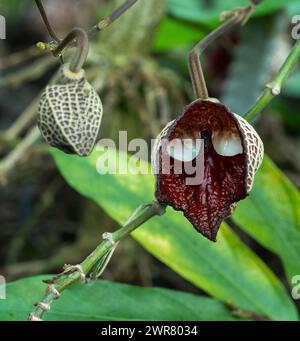 Aristolochia Arborea (Aristolochia salvadorensis) auch Darth Vader Pflanze. Botanischer Garten Heidelberg, Baden Württemberg, Deutschland. Stockfoto