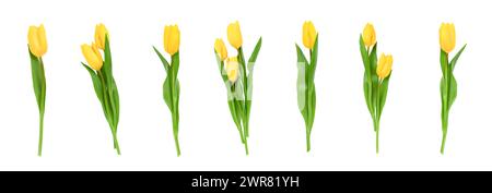 Stellen Sie isolierte Tulpen einzeln und Sträuße auf weißen Hintergrund mit Beschneidungspfad. Blumenobjekte für Design, Werbung, Postkarten. Frühlingsblüte nat Stockfoto